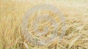 Farmer wheat field. Agriculture. Ears of golden wheat at sunset. Harvesting on fertile soil. Golden wheat field. Harvest