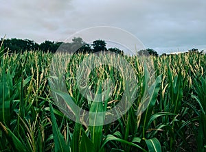 Farmer wheat field in belgium. agriculture is the way to feed the world and to avoid the famine. russia and ukraine war crisis