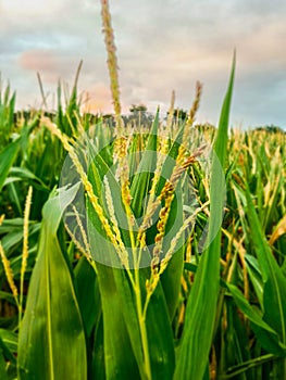 Farmer wheat field in belgium. agriculture is the way to feed the world and to avoid the famine. russia and ukraine war crisis