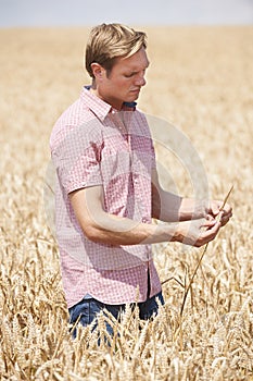 Farmer In Wheat Field Inspecting Crop