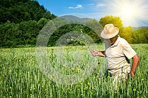 Farmer in the wheat field
