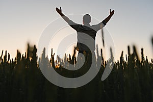 Farmer in wheat field planning harvest activity, female agronomist looking at sunset on the horizon.