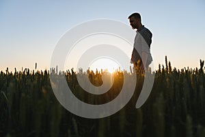 Farmer in wheat field planning harvest activity, female agronomist looking at sunset on the horizon.