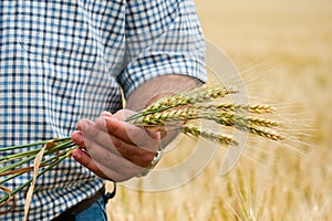 Farmer with wheat in hands.