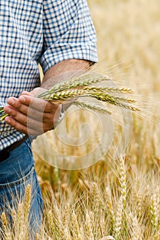 Farmer with wheat in hands.