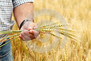 Farmer with wheat in hands.