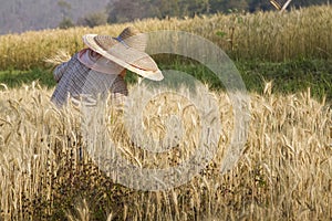 Farmer with wheat in hands. Field of wheat
