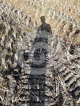The Shadow of a farmer standing inside a paddy field