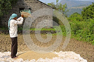 Farmer wind winnowing, drying and sorting rice after harvest, Sonapur village, near Panshet