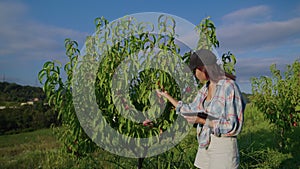 farmer woman is checking ripeness of peaches on tree in garden