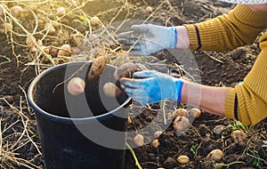 A farmer woman collects potatoes in a bucket. Work in the farm field. Pick, sort and pack vegetables. Organic gardening and