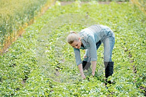 A farmer woman cultivates potatoes on a summer field