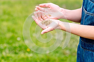 Farmer woman cupped hands pour seeds,whole wheat grain kernels.planting and feeding, harvesting on the farm. Spring and