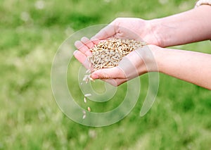 Farmer woman cupped hands pour seeds,whole wheat grain kernels.planting and feeding, harvesting on the farm. Spring and