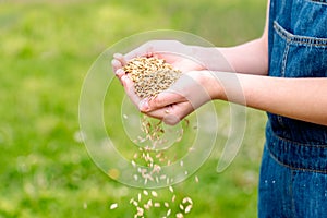 Farmer woman cupped hands pour seeds,whole wheat grain kernels.planting and feeding, harvesting on the farm. Spring and summer