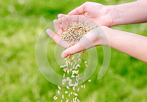 Farmer woman cupped hands pour seeds,whole wheat grain kernels.planting and feeding, harvesting on the farm. Spring and summer