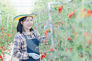 Farmer woman cutting organic ripe tomatoes from a bush with scissors