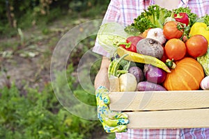 Farmer woman in gloves holding wooden box full of fresh raw vegetables. Basket with vegetable in the hands