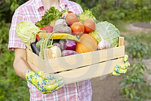 Farmer woman in gloves holding wooden box full of fresh raw vegetables. Basket with vegetable in the hands