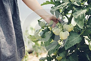 Farmer woman hand touch organic tomato vegetables and plants in a greenhouse. Ripe tomatoes in a garden