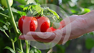 Farmer woman hand touching ripe red tomatoes with water drops on branch in greenhouse. Organic farm vegetables, food