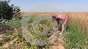 Farmer woman harvest dig natural potatoes with fork in field