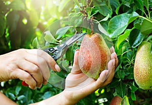 A Farmer woman harvesting pear fruit grown in organic garden