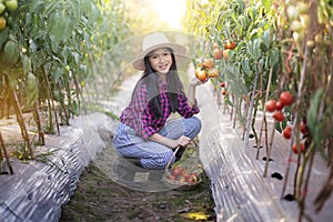 Farmer woman harvesting red tomato