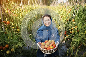 Farmer woman harvesting red tomato