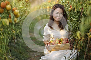 Farmer woman harvesting red tomato