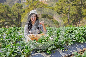 farmer woman harvesting ripe strawberries in field