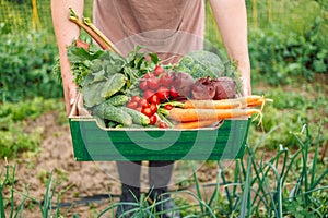 Farmer woman holding green paper box full of fresh raw vegetables. Organic farmer harvesting fresh vegetables on her