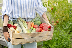 Farmer woman holding wooden box full of fresh raw vegetables in his hands. Basket with vegetable