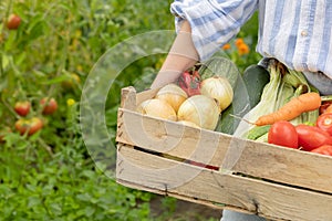 Farmer woman holding wooden box full of fresh raw vegetables in his hands. Basket with vegetable