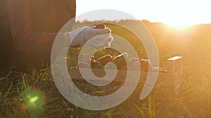 Farmer woman holds vegetables crop in wooden box in the kitchen garden at sunset. The concept of organic food.