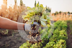 Farmer woman picking peanuts. Autumn harvesting. Farming and gardening concept. Organic farm