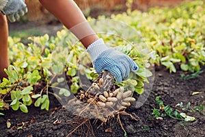 Farmer woman picking peanuts. Autumn harvesting. Farming and gardening concept. Organic farm