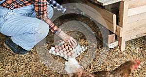 Farmer woman picking up organic eggs in henhouse - Focus on egg carton