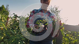 Farmer woman with secateurs cut green tomato branches