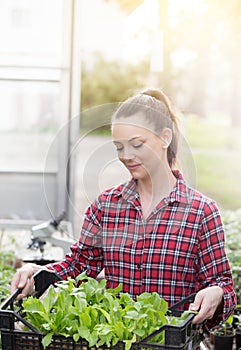 Farmer woman with seedlings in greenhouse