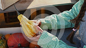 Farmer woman takes out a small pumpkin from a wooden box