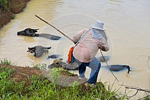 Farmer woman taking care of her water buffalos