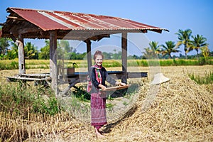 Farmer woman threshed rice in field