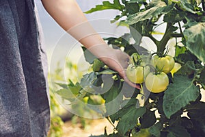 Farmer woman touching organic tomato vegetables and plants in a greenhouse. Ripe tomatoes in a garden
