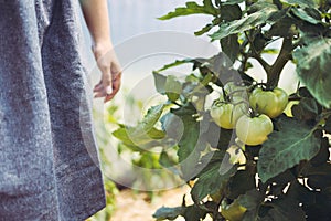 Farmer woman touching organic tomato vegetables and plants in a greenhouse. Ripe tomatoes in a garden