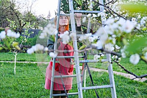 Farmer woman up on a ladder for care blooming apple tree on a lovely spring day