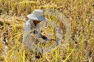 Farmer woman using sickle to harvesting rice in field