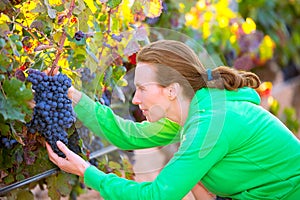 Farmer woman in vineyard harvest autumn in mediterranean