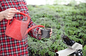 Farmer woman watering tomato seedling in greenhouse