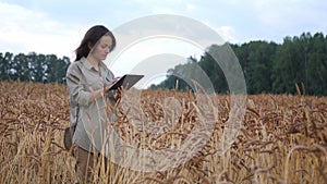 Farmer woman working with tablet on wheat field. agronomist with tablet studying wheat harvest in field. business woman